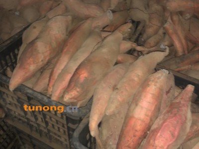 大量现货供应纯沙地烟薯25色泽鲜艳口感细腻光滑图1