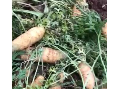 山西晋城本地黄萝卜图1