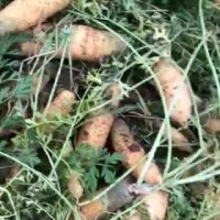 山西晋城本地<span class=