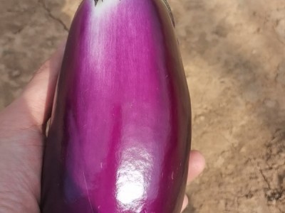 西双版纳优质长茄图1