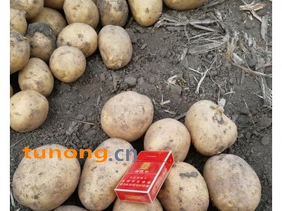 大量供应黑龙江优质马铃薯荷兰系列图1