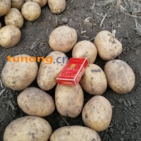 大量供应黑龙江优质马铃薯荷兰系列