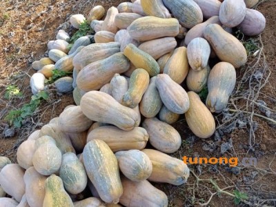 保山市隆阳区,山地南瓜上市了图1