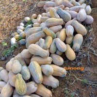 保山市隆阳区，山地南瓜上市了