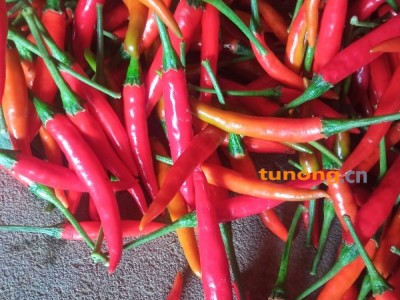 大号指天椒辣椒，开始采摘，四十亩。图1