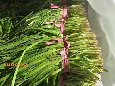 韭菜,聊城莘县无公害蔬菜基地图1