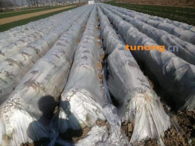 青杂三号大白菜，大量供应19956999986图1