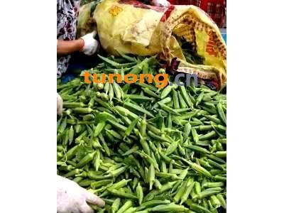 大量供应黄秋葵图1