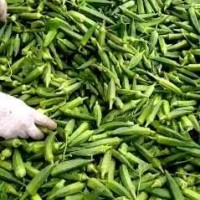 大量供应黄秋葵