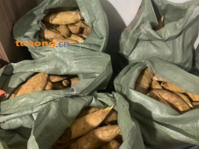 野生深山新鲜黄泥冬笋竹笋产地直销一手货源批发零售图1