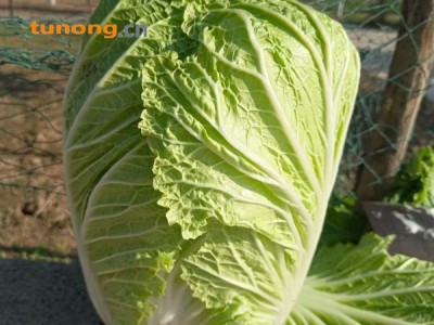 河南大白菜图1