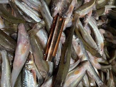 大量收购各种淡水鱼 全年收购淡水小杂鱼 黑龙江淡水鱼收购商图1