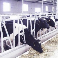 牛颈枷、牛卧床、牛体刷、刮粪机、搅拌机